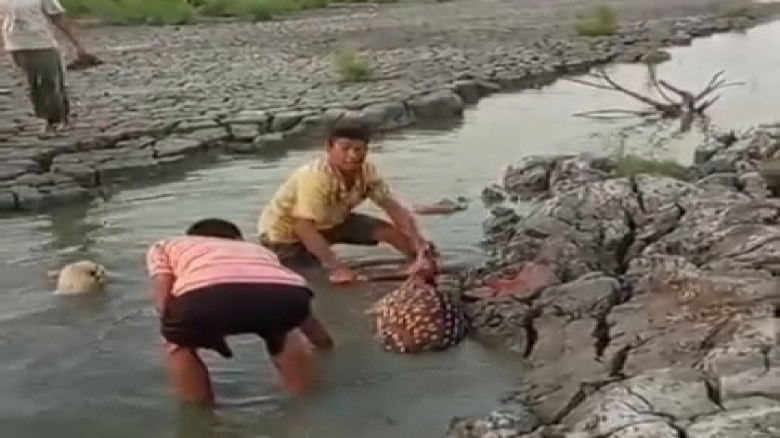 মিরসরাইয়ে প্রকাশ্যে হরিণ জবাই, ভাইরাল ভিডিও ঘিরে তীব্র সমালো