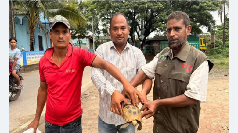চট্টগ্রামে পরিত্যক্ত বস্তা থেকে মহাবিপন্ন হলুদ পাহাড়ি কচ্ছপ উদ্ধার...