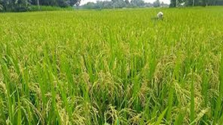 বোয়ালখালীতে আমনের বাম্পার ফলন