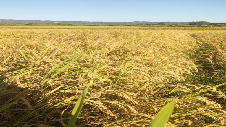 চকরিয়ায় আমনের বাম্পার ফলনে কৃষকের মুখে হাসি...