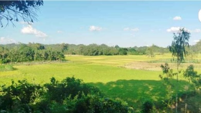 পটিয়ায় পাহাড়ি সন্ত্রাসীরা অস্ত্রের মুখে নিয়ে যায় ৮টি গরু...