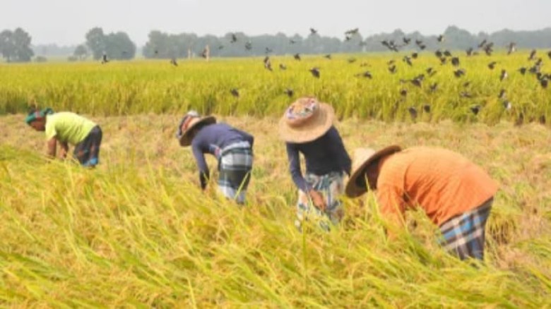 বোয়ালখালীতে;ধানের নমুনা ও মাঠ পরিদর্শন কৃষি কর্মকর্তা