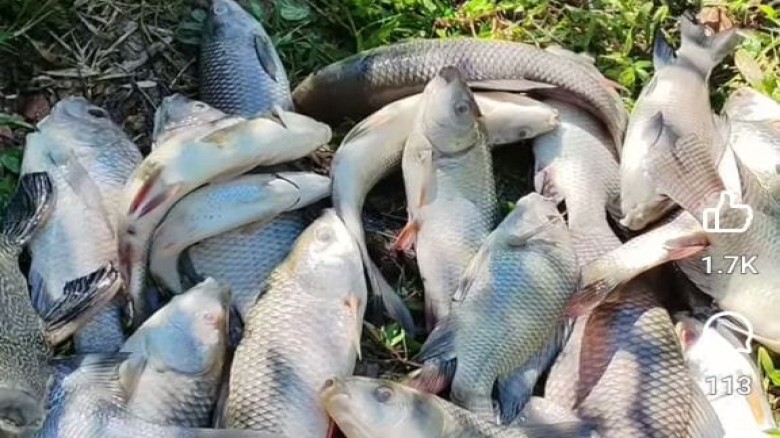 পটিয়ায় বিষপ্রয়োগে লক্ষাধিক টাকার মাছের মৃত্যু