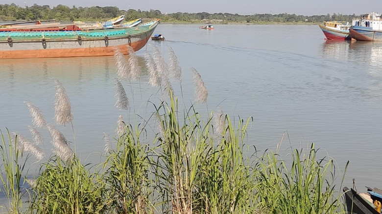 চট্টগ্রামে মনোমুগ্ধকর কাশফুল