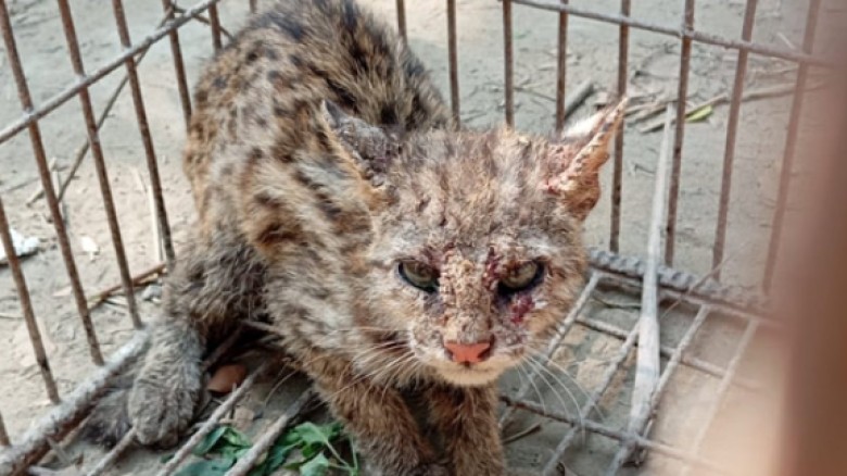 বোয়ালখালীতে বিপন্ন প্রজাতির মেছো বাঘ আতঙ্কে এলাকাবাসী!