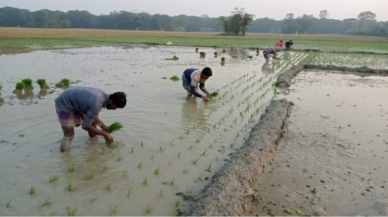 বোয়ালখালীতে তীব্র শীতে ব্যস্ত কৃষক বোরো ধান রোপনে