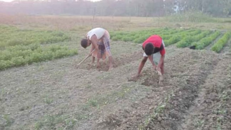 বোয়ালখালীতে সবজির বাম্পার ফলন কৃষকের মুখে হাসি