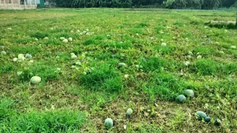 তরমুজ চাষে কোটি টাকা লোকসান গুনতে হয়েছে চাষিদের