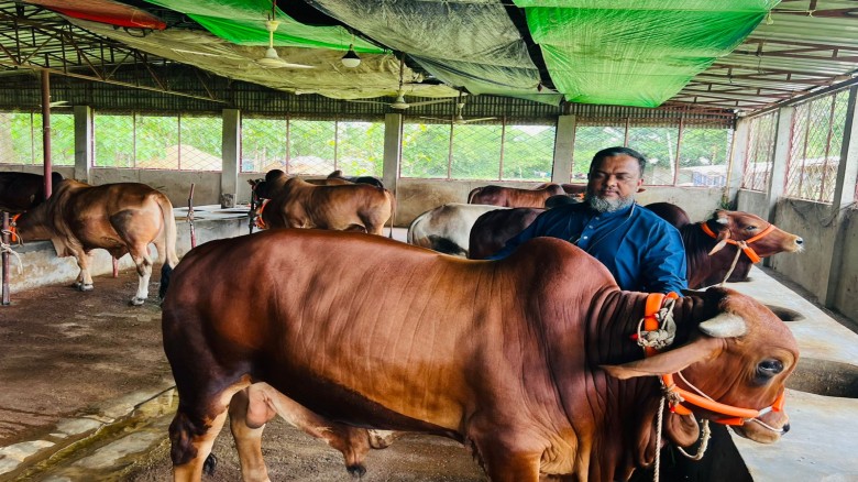 লোহাগাড়ায় প্রাকৃতিক উপায়ে কোরবানির পশু প্রস্তুত করছেন খামারি