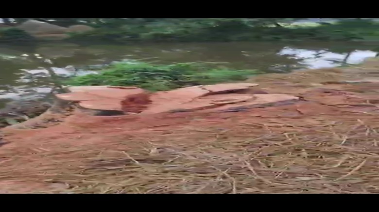 বোয়ালখালীতে পুকুরের মাছ ও গাছ কেটে লুটের অভিযোগ, থানায় অভিযো