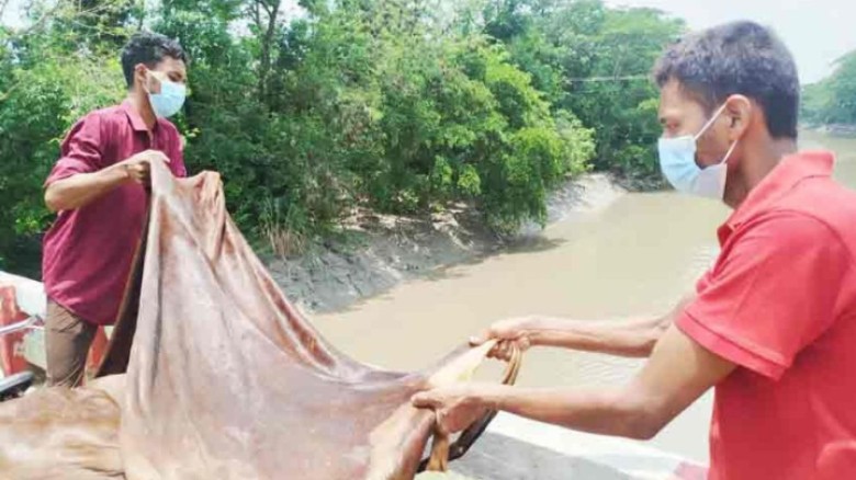 ক্রেতা না পেয়ে নদীতে শতাধিক কুরবানির পশুর চামড়া ফেলে দিলেন দ