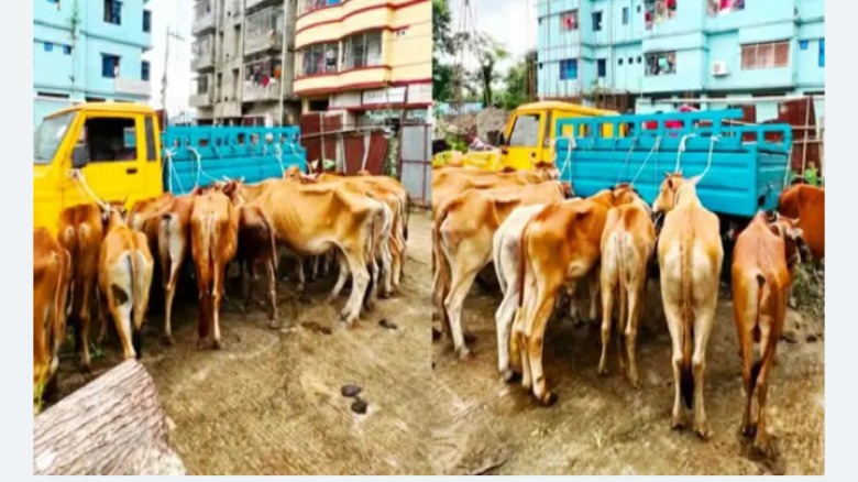 মিরসরাই সীমান্তে ১৯ ভারতীয় গরুসহ আটক ৪ চোরাকারবারি