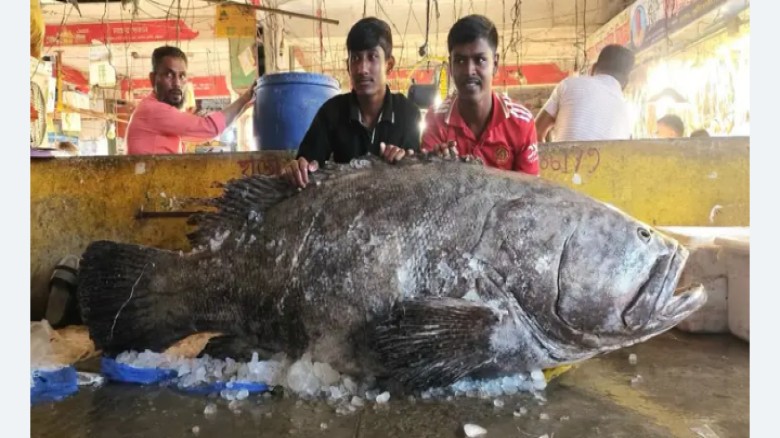 চট্টগ্রামের বাজারে ১৫৫ কেজির কোরাল, একনজর দেখতে ভিড়