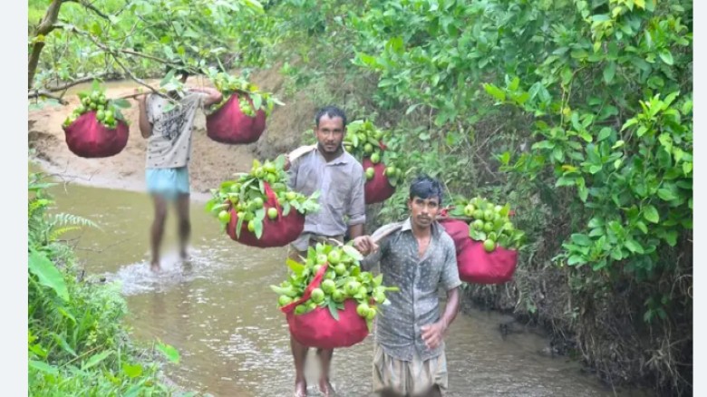 চন্দনাইশের বিখ্যাত কাঞ্চনপেয়ারা রপ্তানি হচ্ছে মধ্যপ্রাচ্যে