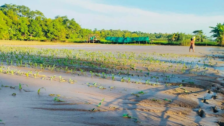 তিন ঘন্টার বৃষ্টি লাখ টাকার ক্ষতি, পলি-কাদার নিচে চাঁপা এক ক