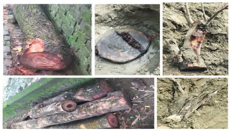 কর্ণফুলীতে রাতের আঁধারে সরকারি গাছ কেটে জায়গা ভরাটের অভিযোগ