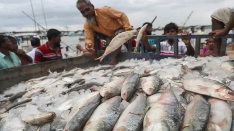দুর্গাপূজা উপলক্ষে ইলিশ চায় ভারত, নিষেধাজ্ঞা প্রত্যাহারের আহ