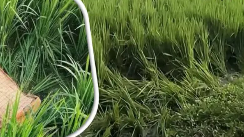 প্রাণ বাঁচাতে ধানক্ষেতে দৌড়েছিল কিশোরী, পাওয়া গেছে ধস্তাধস্ত